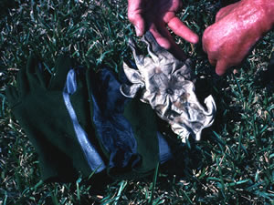 gloves